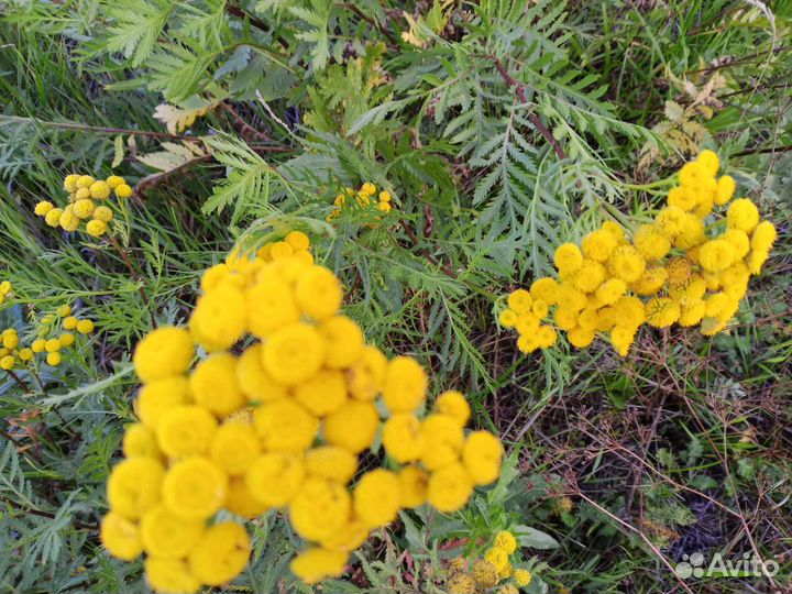 Пижма лекарственная