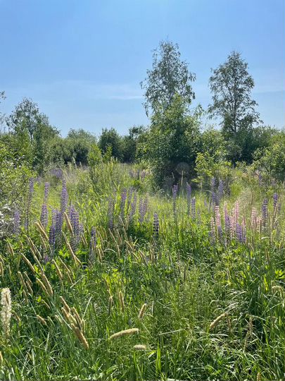 Участок 6 сот. (СНТ, ДНП)