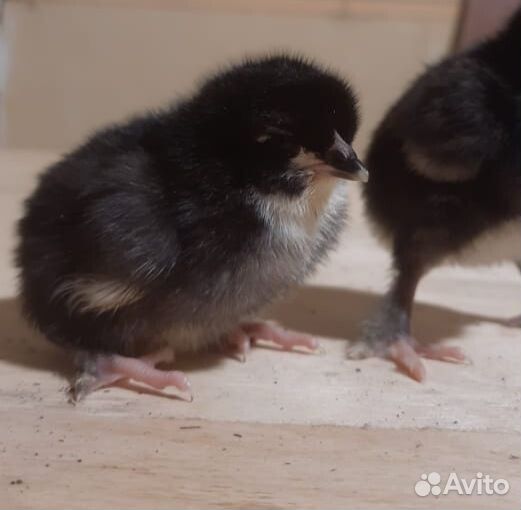 Инкубационное яйцо кур несушек, столовое