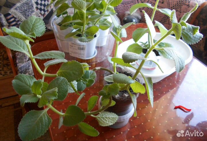 Комнатная мята (плектрантус)