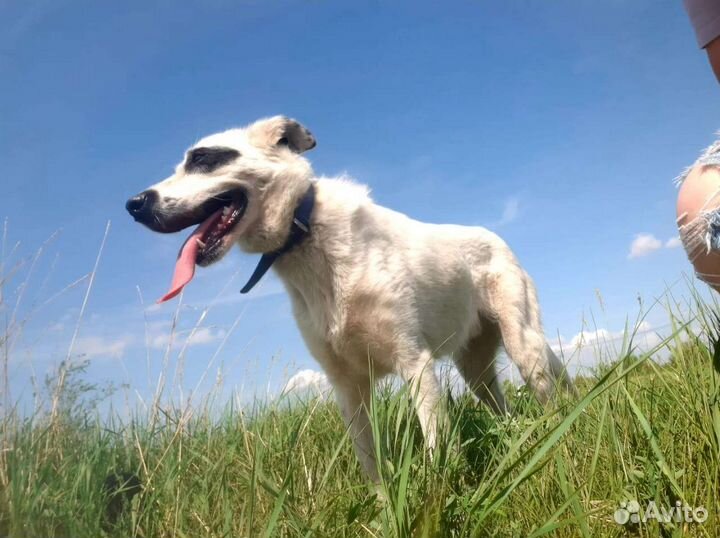 Собака в добрые руки