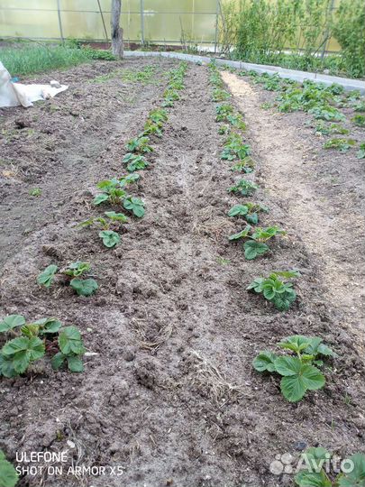 Усы клубники