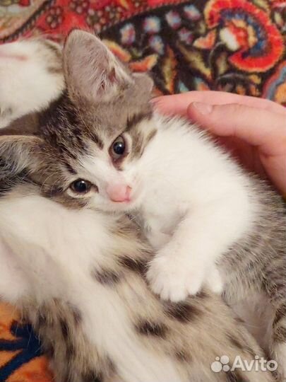 Котенок в добрые руки