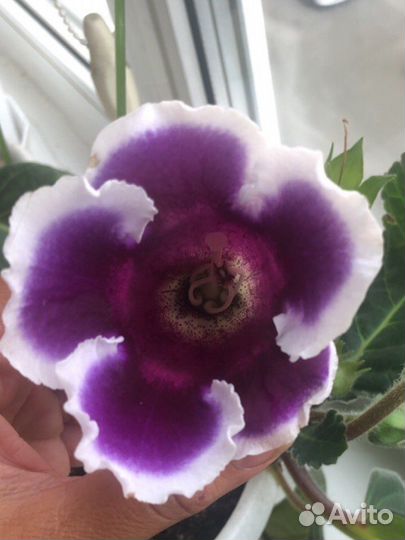 Сортовая глоксиния