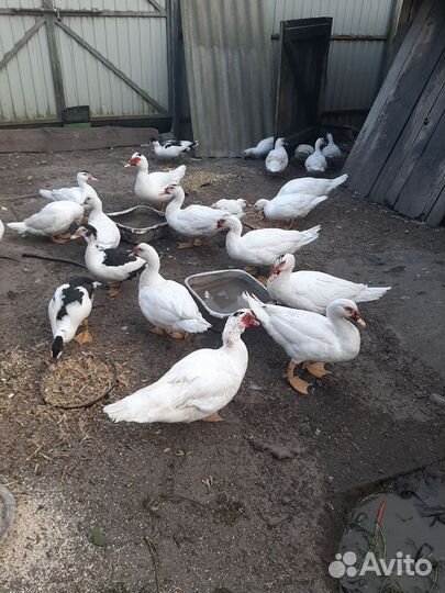 Индоутки белые