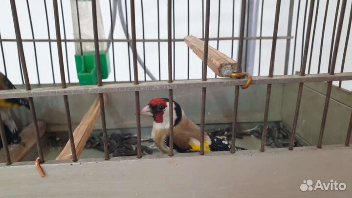 Щегол поющий