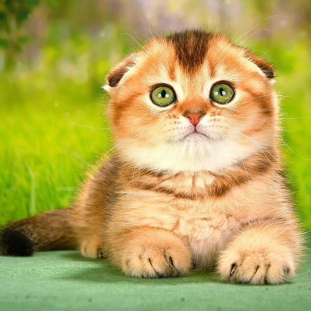 Шотландский вислоухий короткошёрстный котёнок