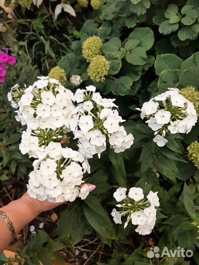 Флоксы многолетние продажа кустом