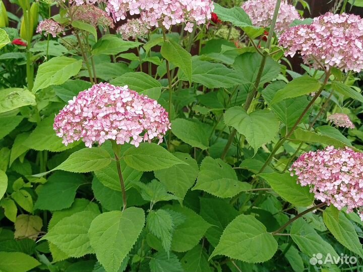 Декоративные кустарники и деревья