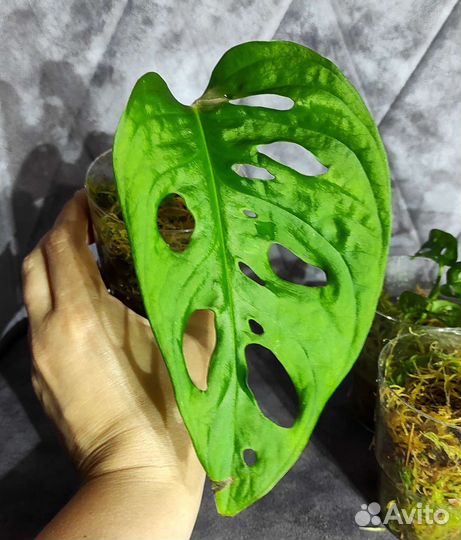 Монстера Адансони большелистная