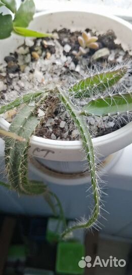 Кактусы и суккуленты