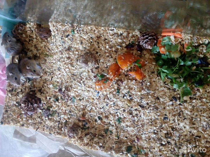 Мышки песчанки 2девочки 1мальчик