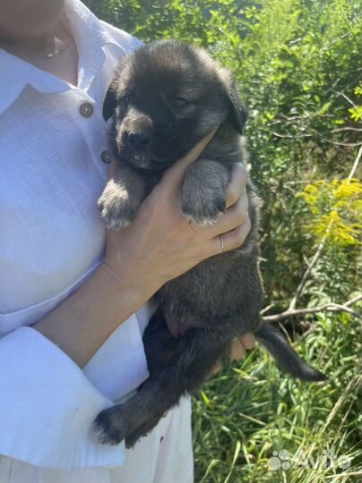 Щенок в добрые руки