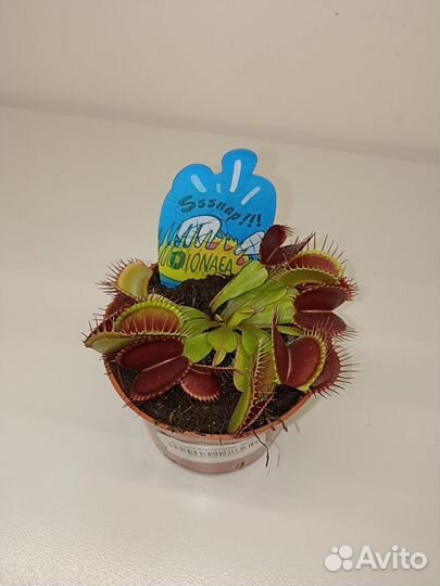 Венерина Мухоловка Дионея Мусципула 9/10