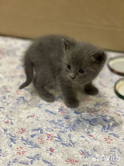 Маленький комочек счастья (девочка) ищет семью