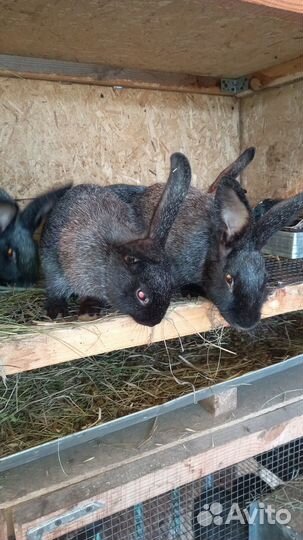 Полтавское серебро