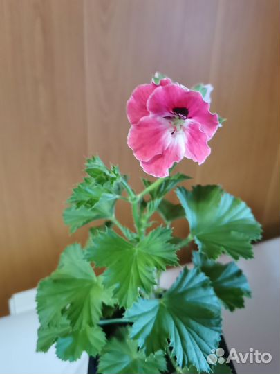 Королевская пеларгония