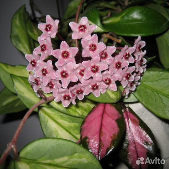 Хойя Карноза триколор