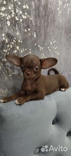 Чихуахуа девочка с документами РКФ