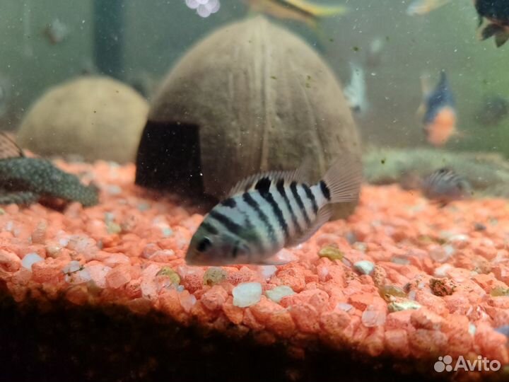 Цихлозома чернополосая