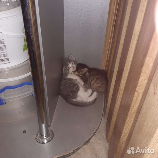 Котята в добрые руки 1 месяц