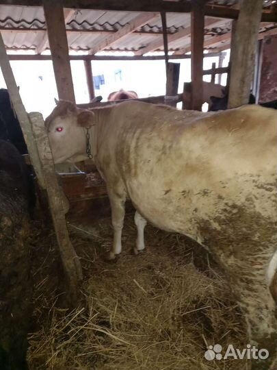 Коровыи бычки