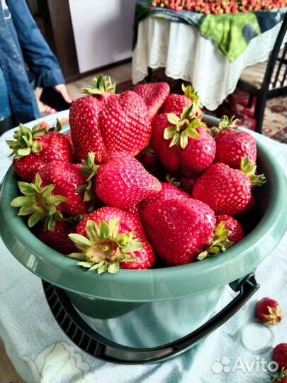 Годовалые саженцы Азия Лорд