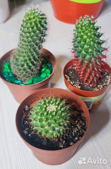 Домашние растения