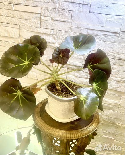 Бегония краснолистная декоративно лиственная