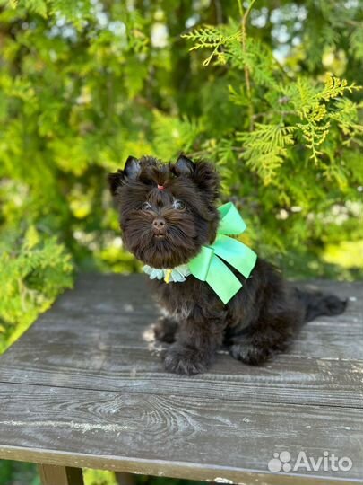 Шоколадный Йорк девочка