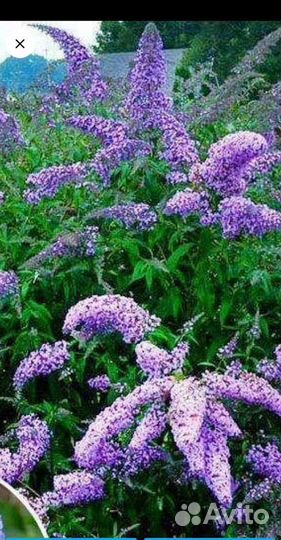 Буддлея Давида