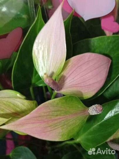 Антуриум Нано Свит