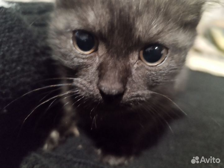 Котята в добрые руки бесплатно