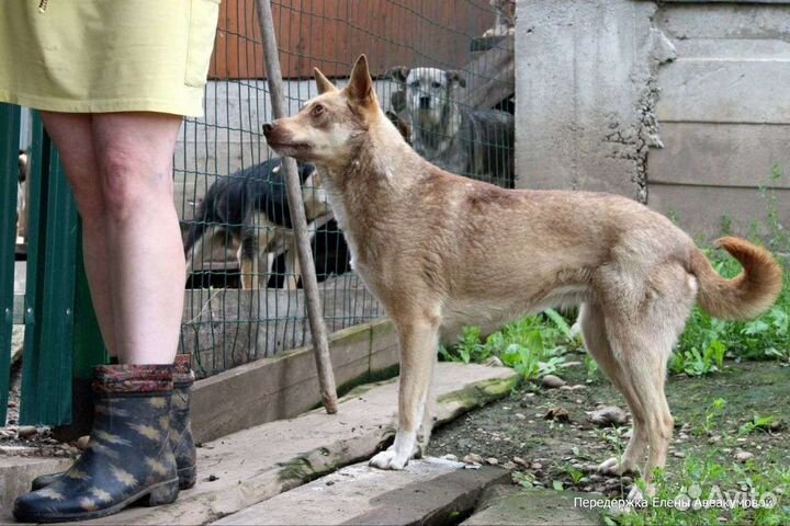 Ищем дом, для этой красотки