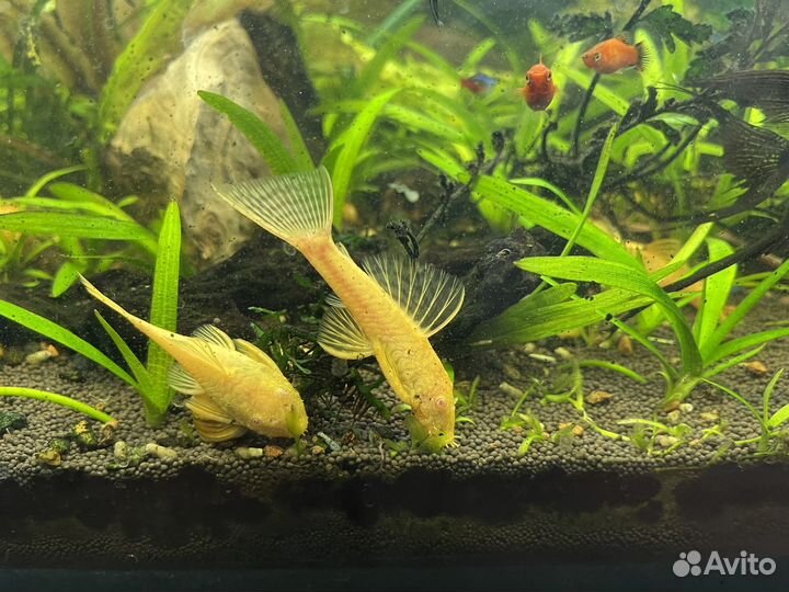 Аквариумные улитки, рыбки, растения