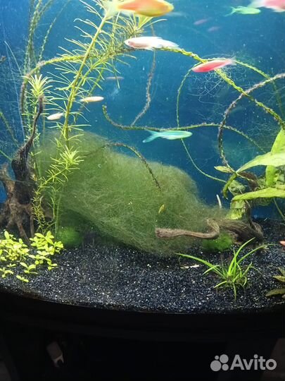 Мох в аквариум