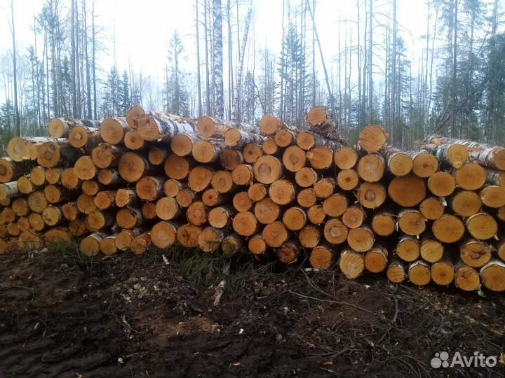 Лес кругляк хвойный баланс береза