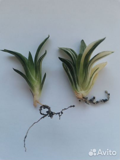 Haworthia retusa variegata