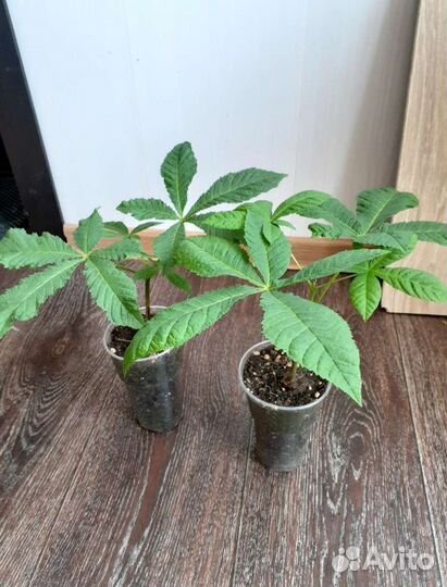 Каштан, бересклет, ива нана