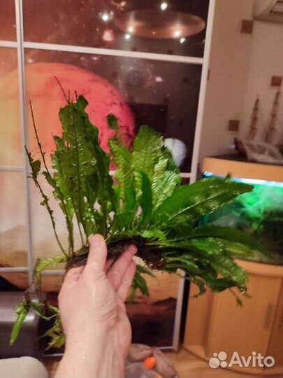 Аквариумные растения, обмен