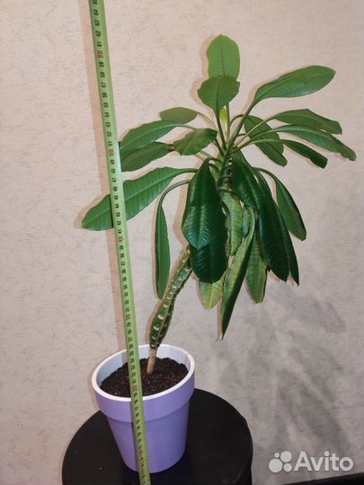 Комнатный цветок