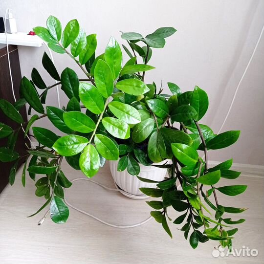 Замиокулькас