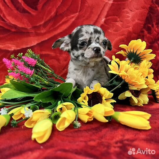 Мраморные чихуахуа