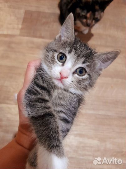 Котёнок бесплатно в добрые руки