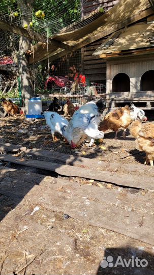 Куры петухи