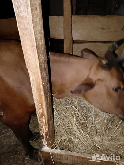 Продается корова. Шестым отёлом. Молоко вкусное