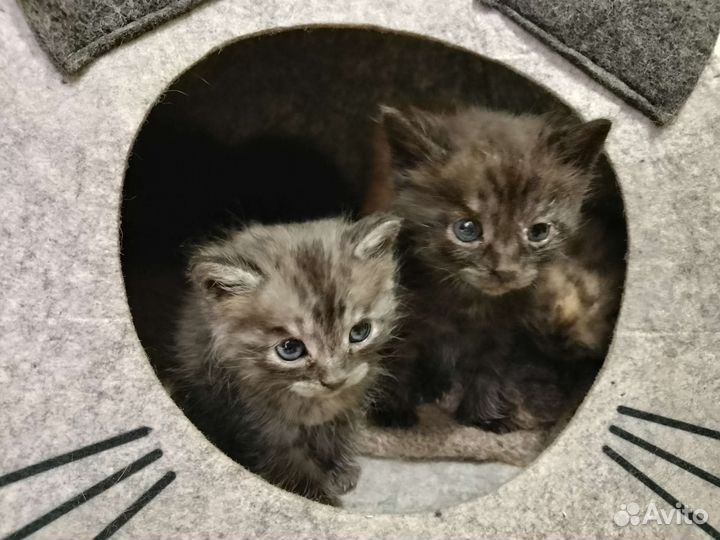 Кошка в дар бесплатно