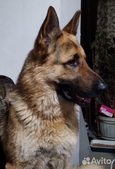 Вязка овчарка