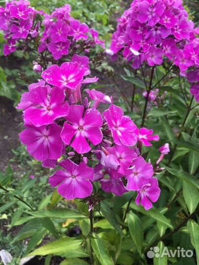 Многолетний флокс Гжель