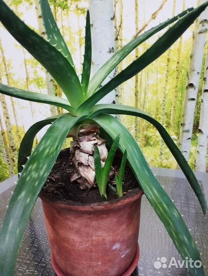 Отростки алоэ-вера